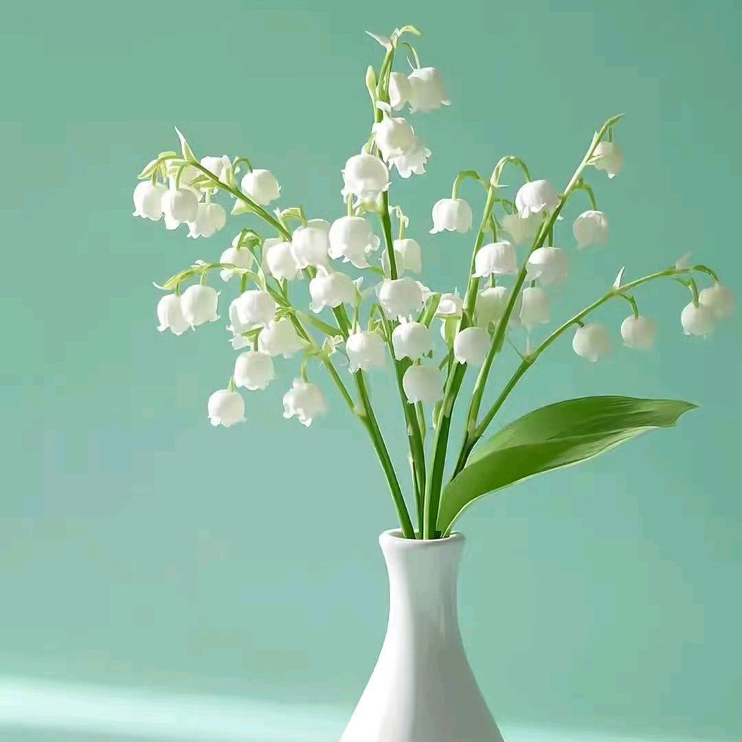 铃兰花开（沈十七）