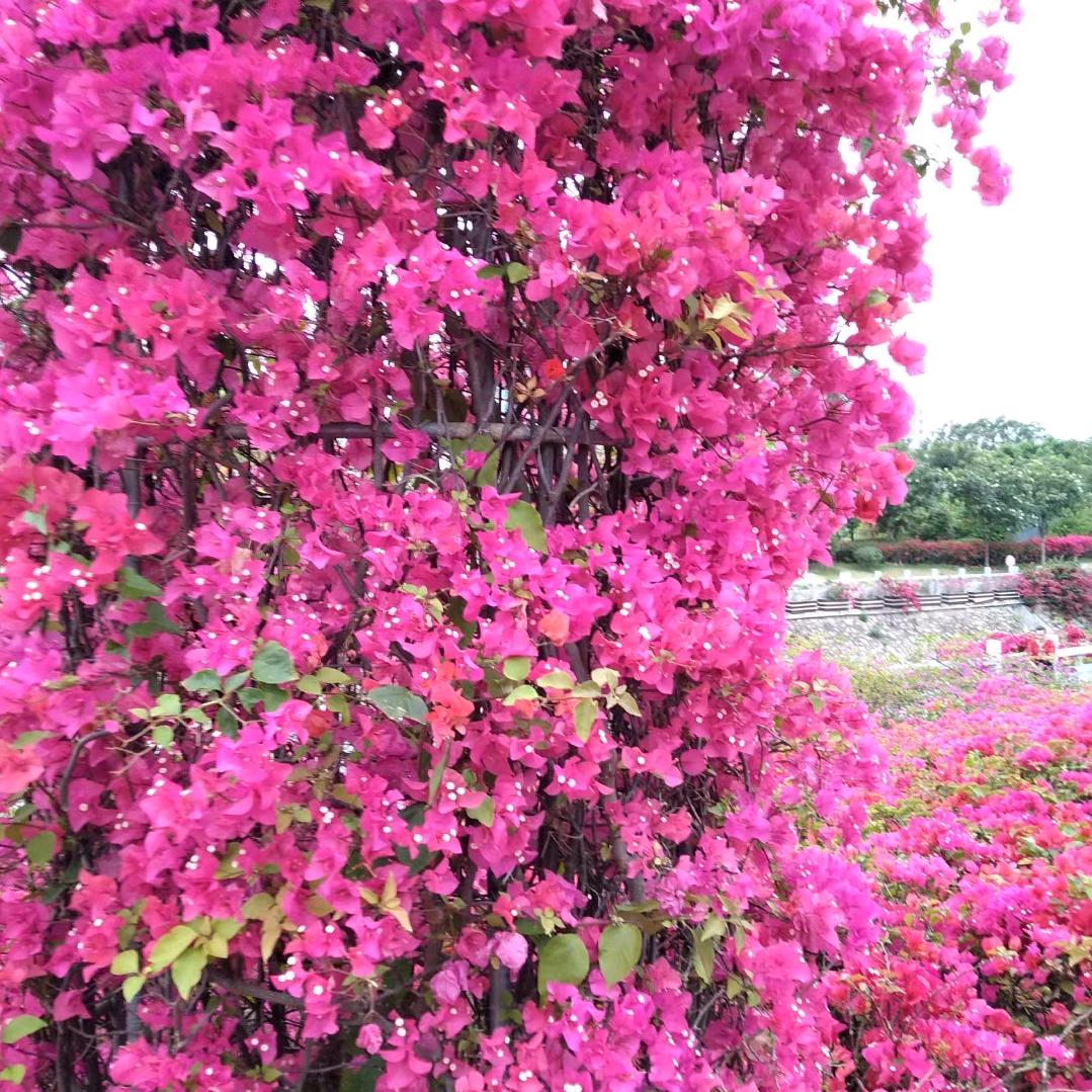 小超市生意兴隆