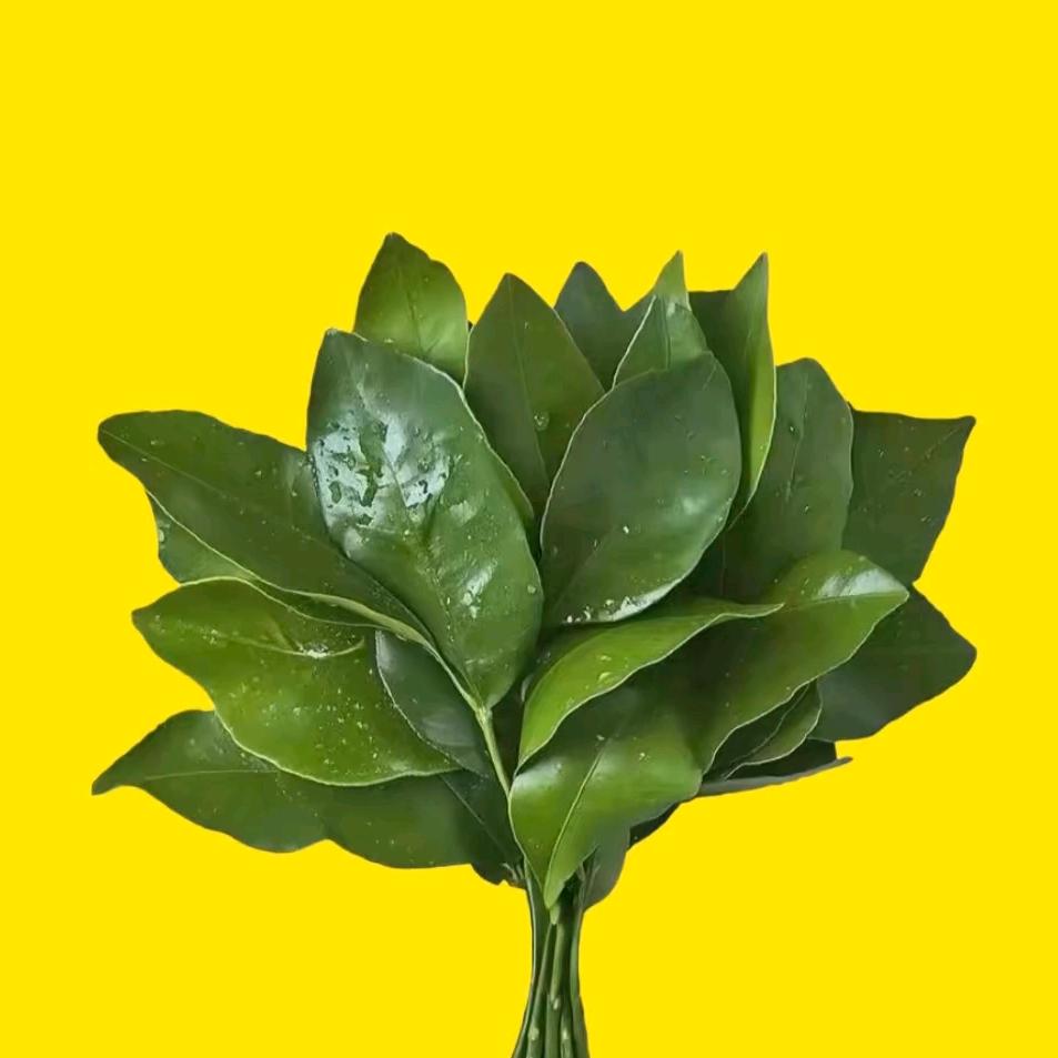 白小硕