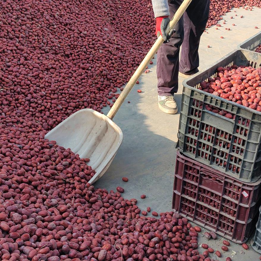 四川达叔在新疆