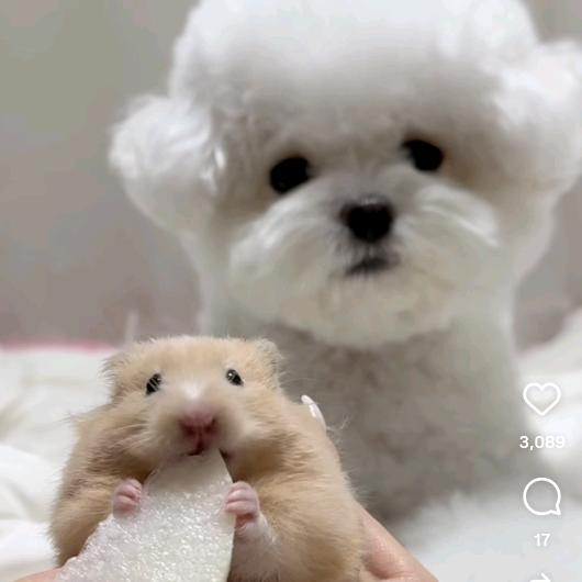 小蚂蚁啃骨头