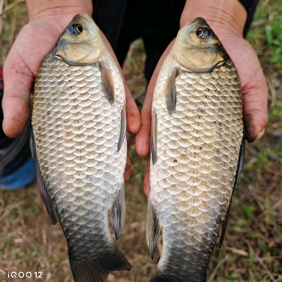 🐟鱼乐无限🐜