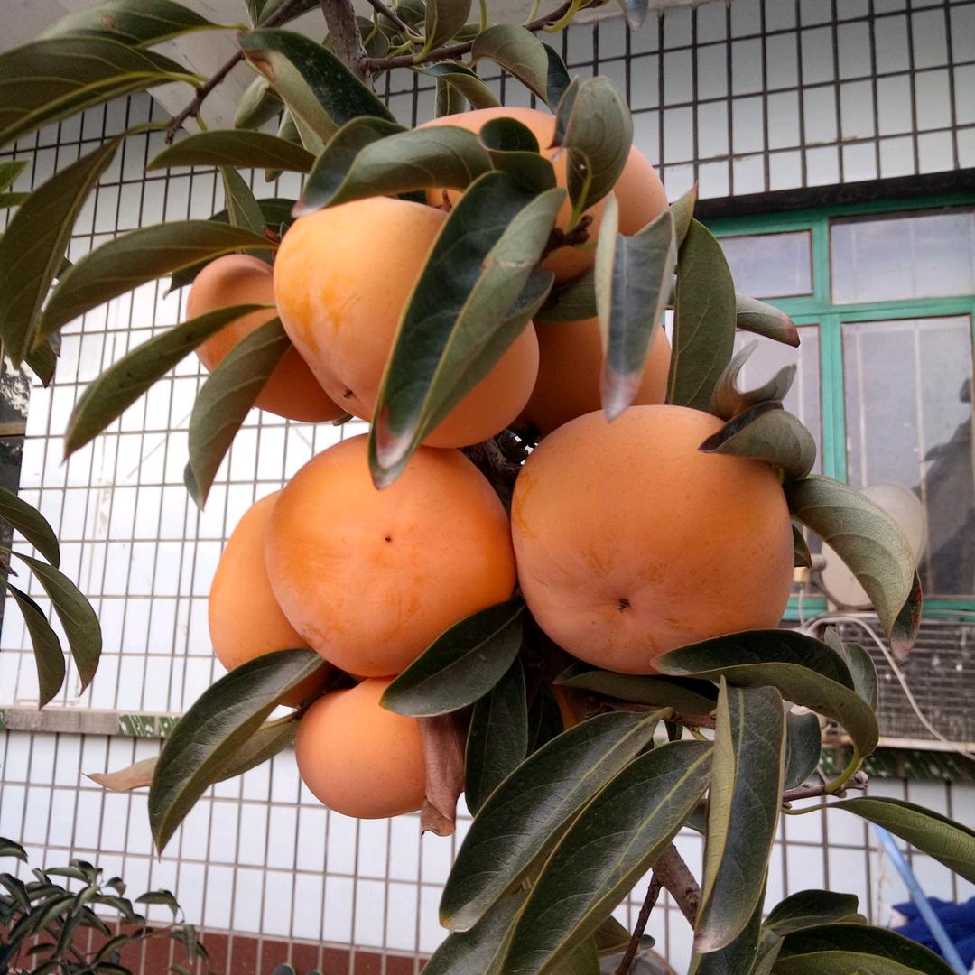 香香