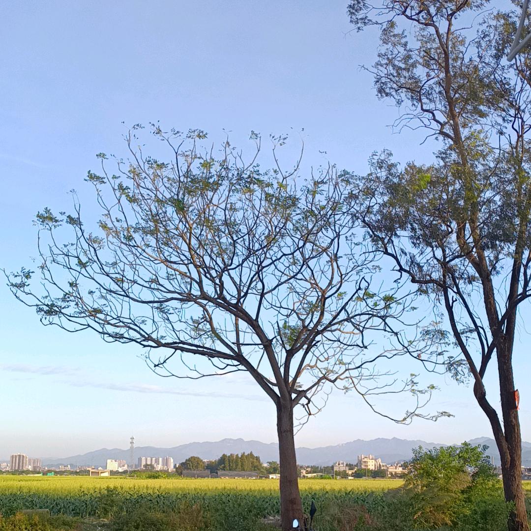 幸福树