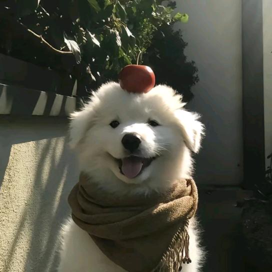 远方雨▼・ᴥ・▼