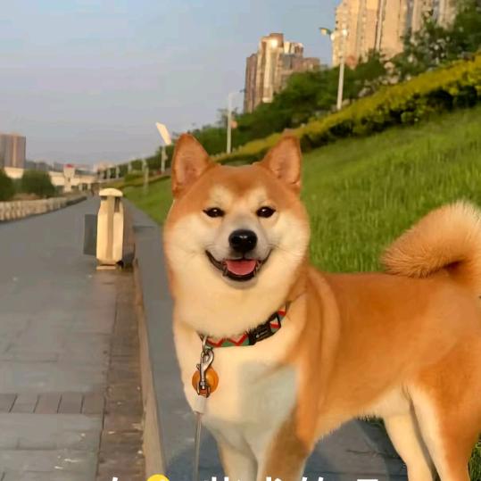 淘一只狗