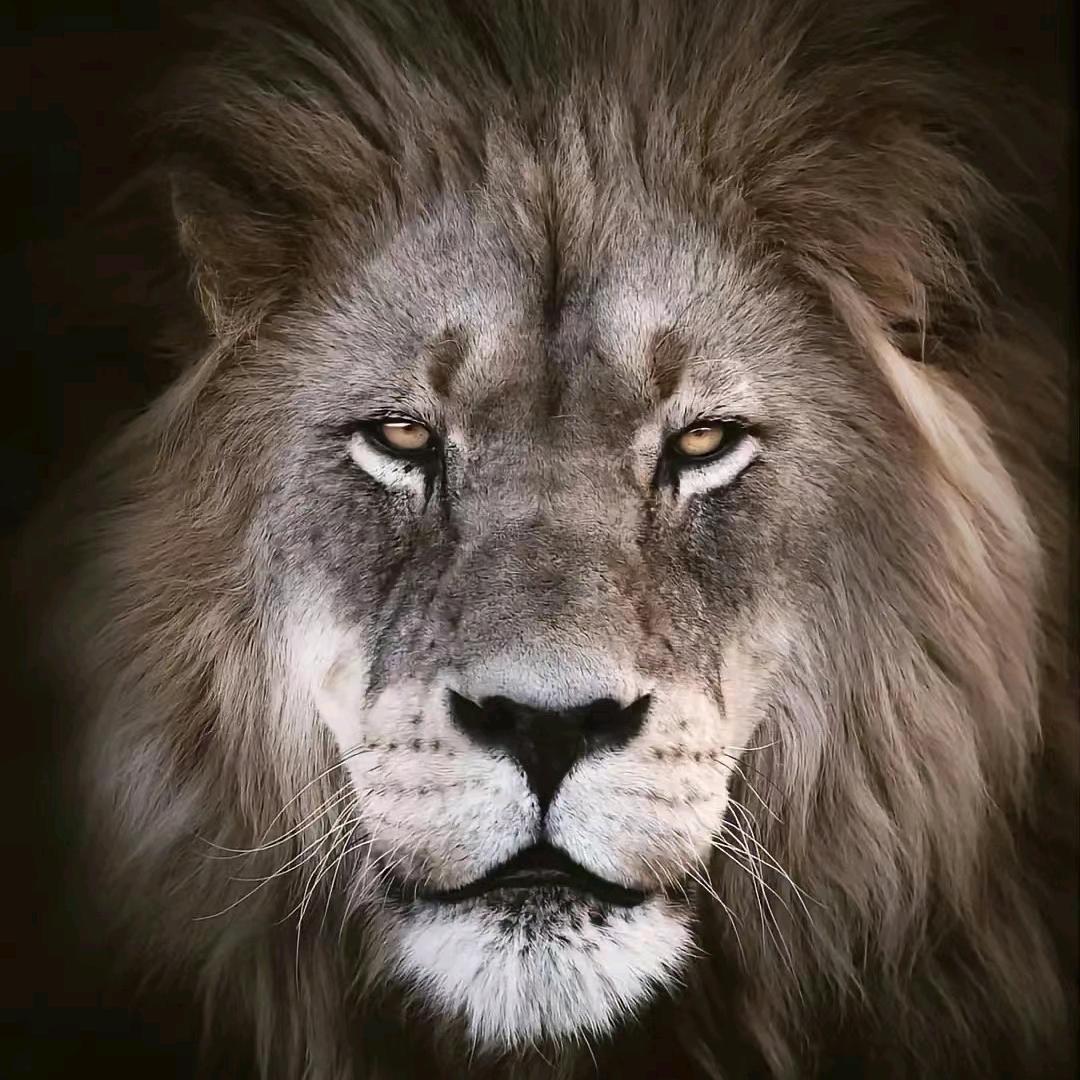 迷失人海的里昂