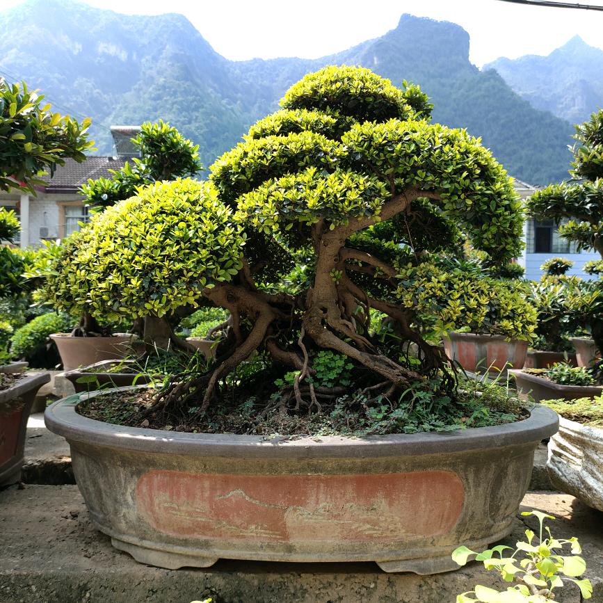 杨三姐盆景园