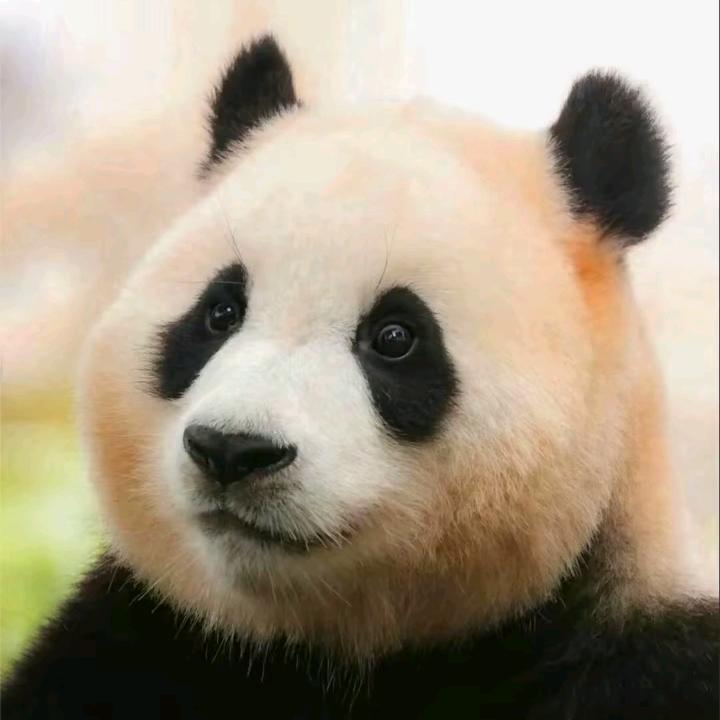 💞哎呀盼妞💕