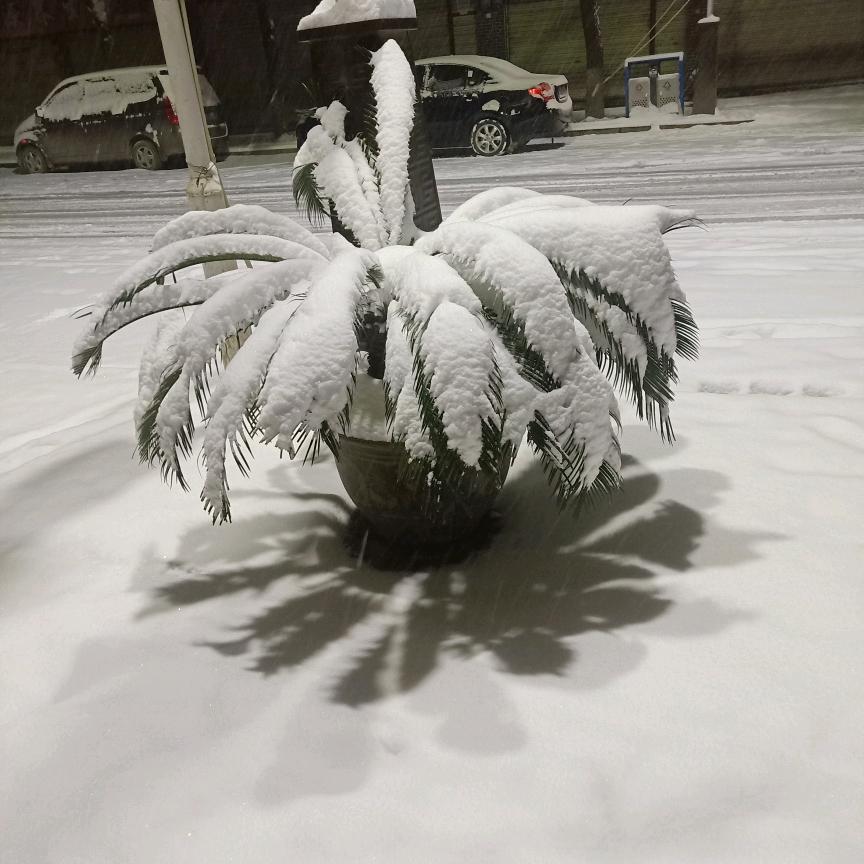 被窝数羊达人🐑：