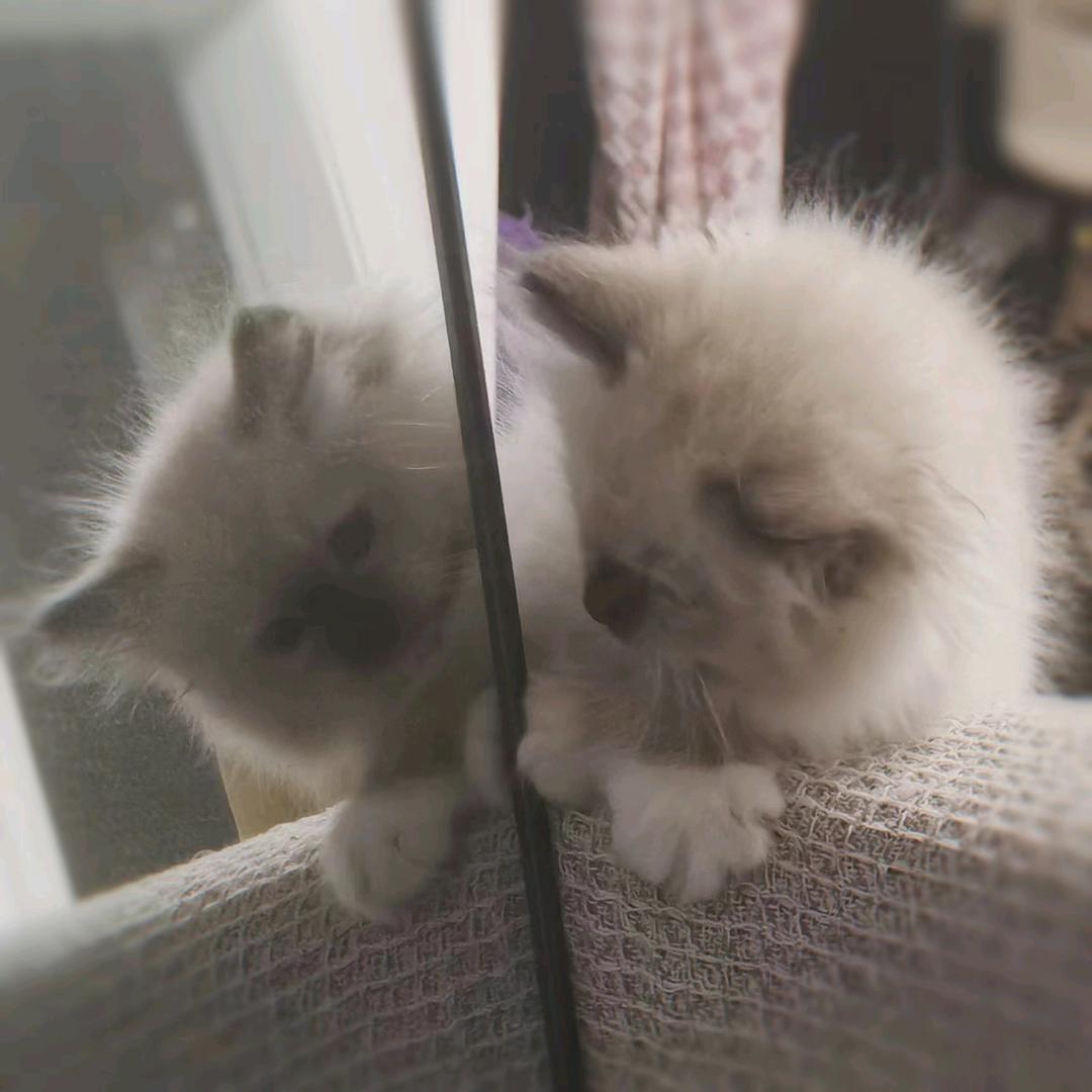 清茉＆