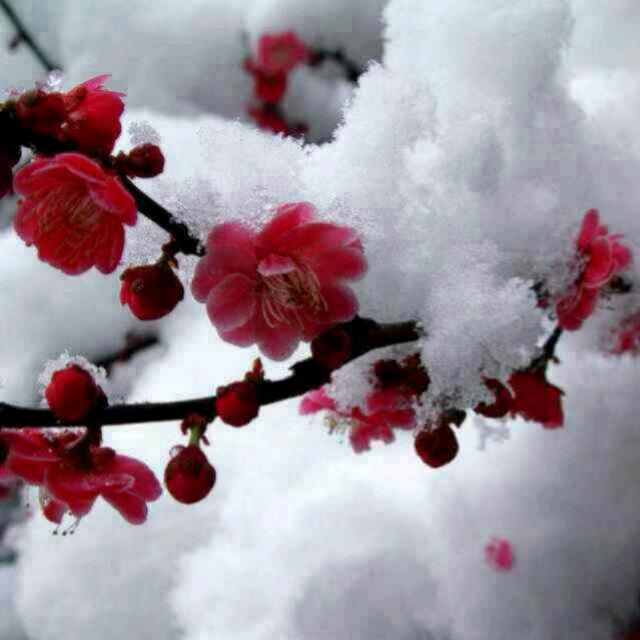 ❄️❄️初雪❄️❄️