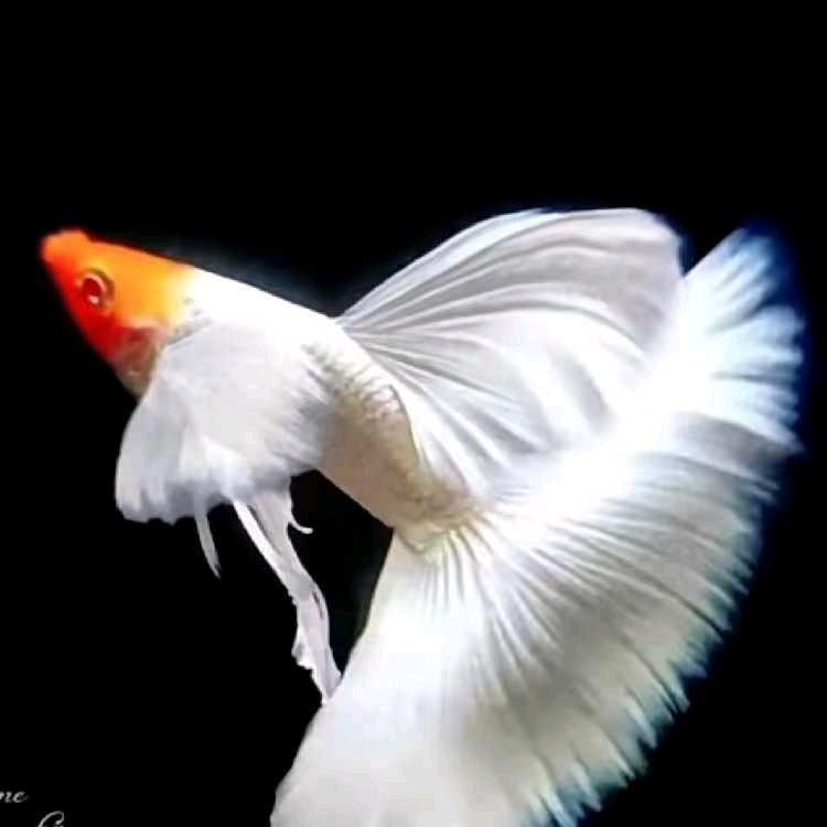 大连超越孔雀鱼