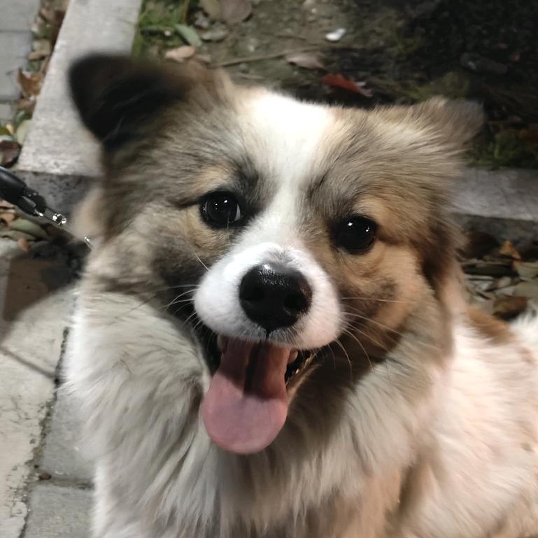 鸽子面包酱
