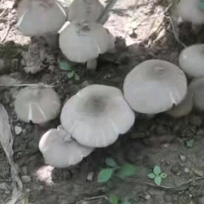 我家在大山