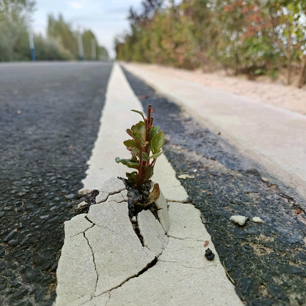 疯狂张桦