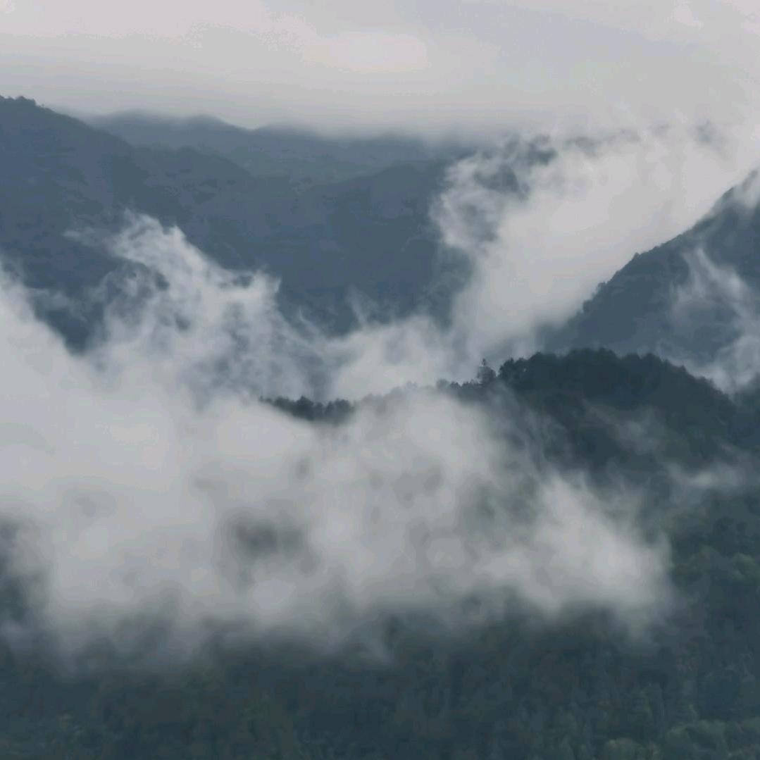 紫了山竹