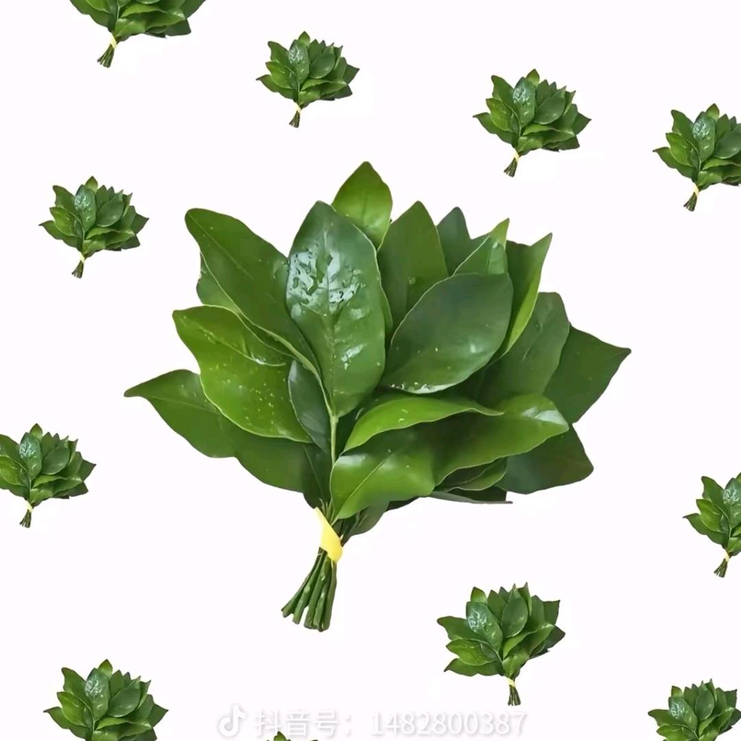 原竹竹