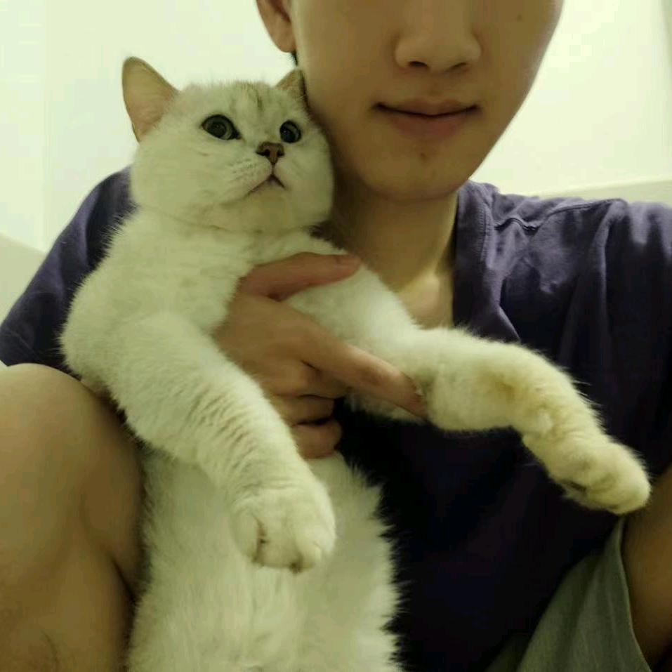 废柴小猫不会后空翻