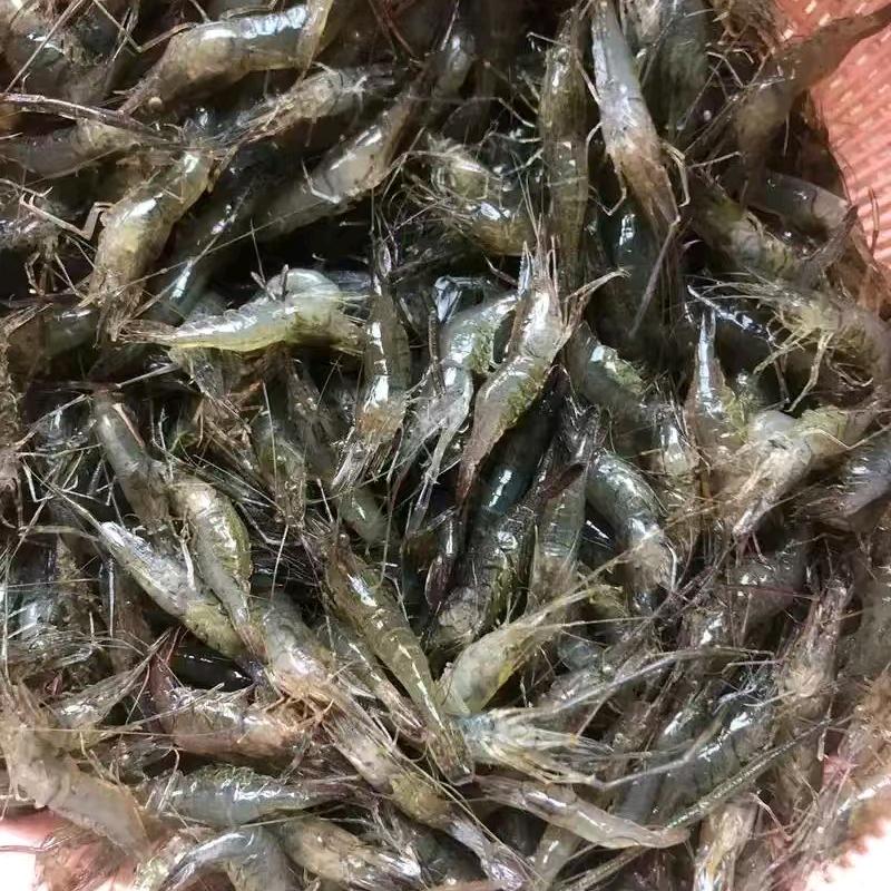 巨普蓝斗渔场