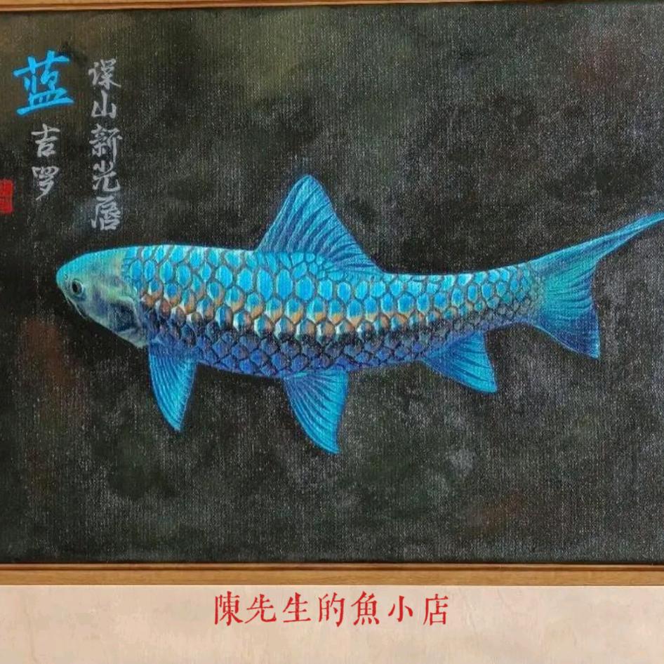 陈先生的鱼小店