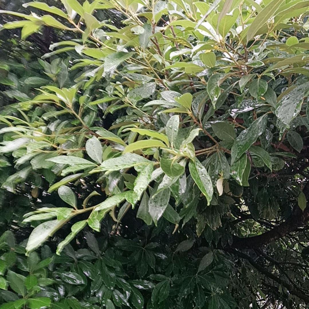 心想难过