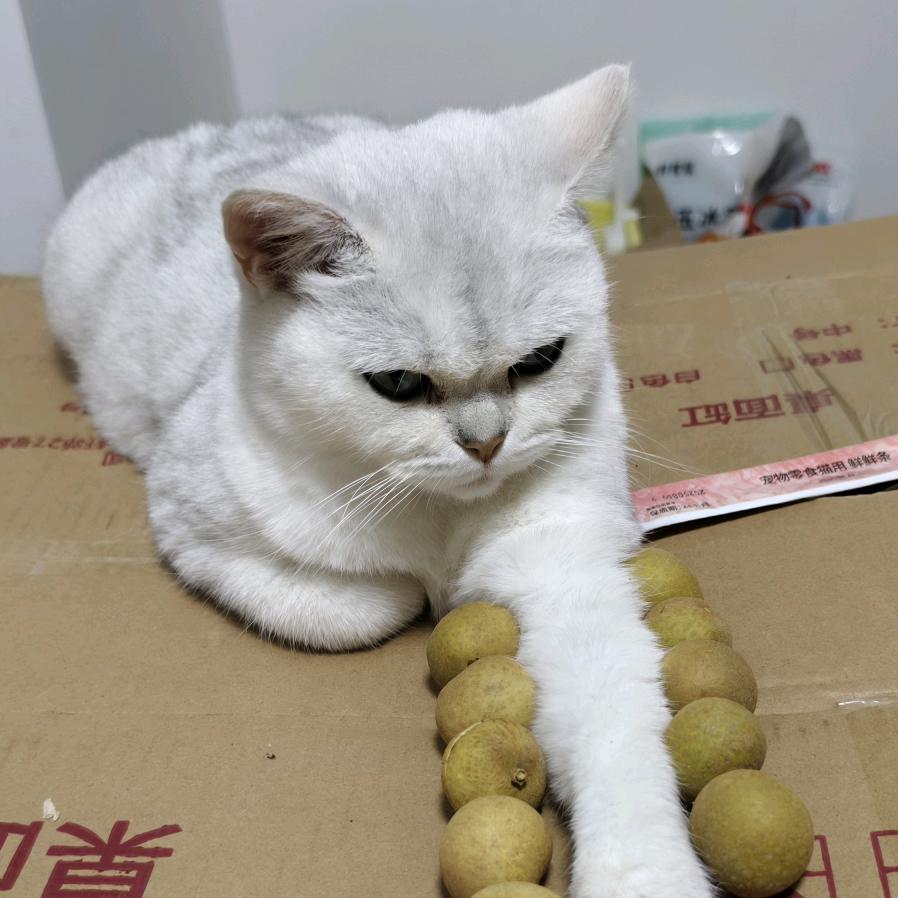 好运连连🌈