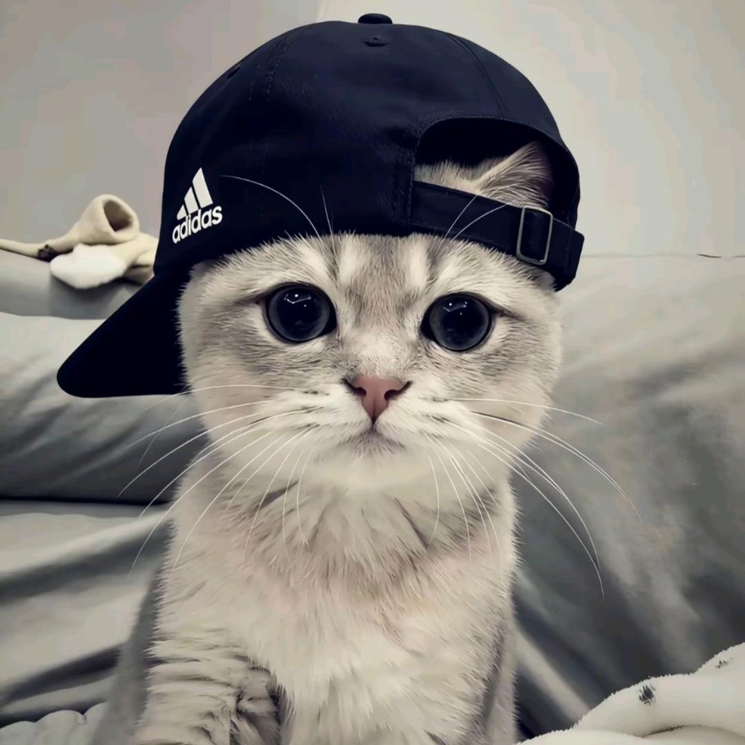 喵头像