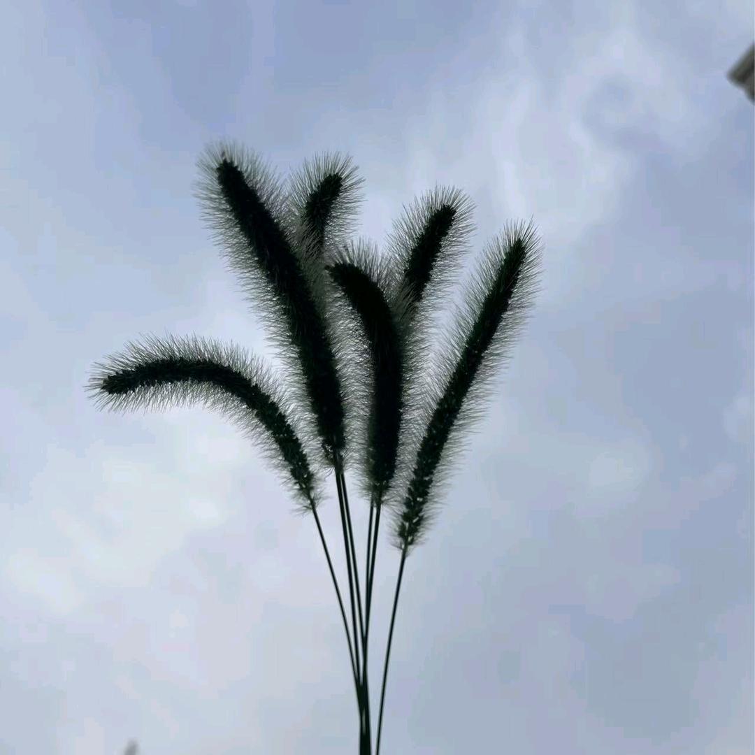 眼中的星星