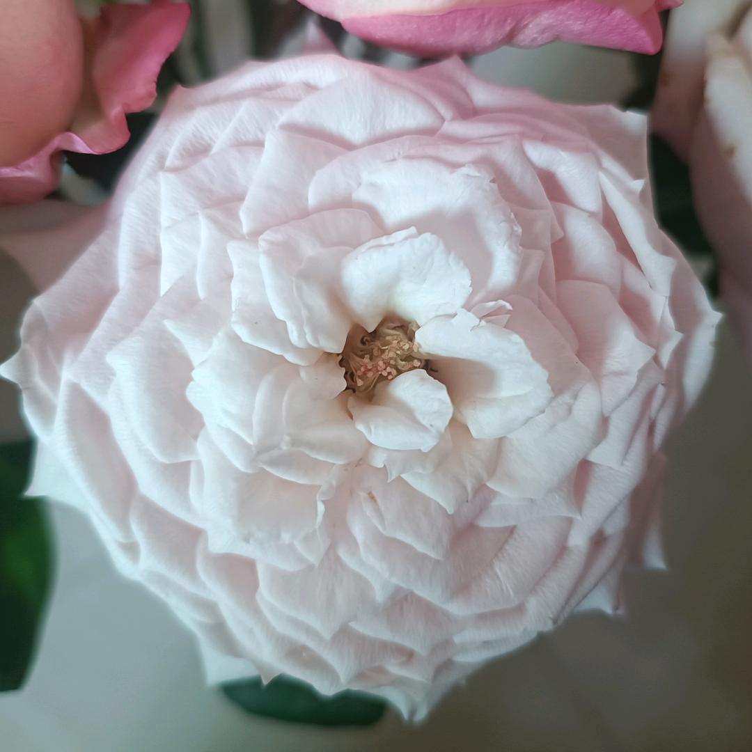 🌈🌹元来就旦🌾🎋