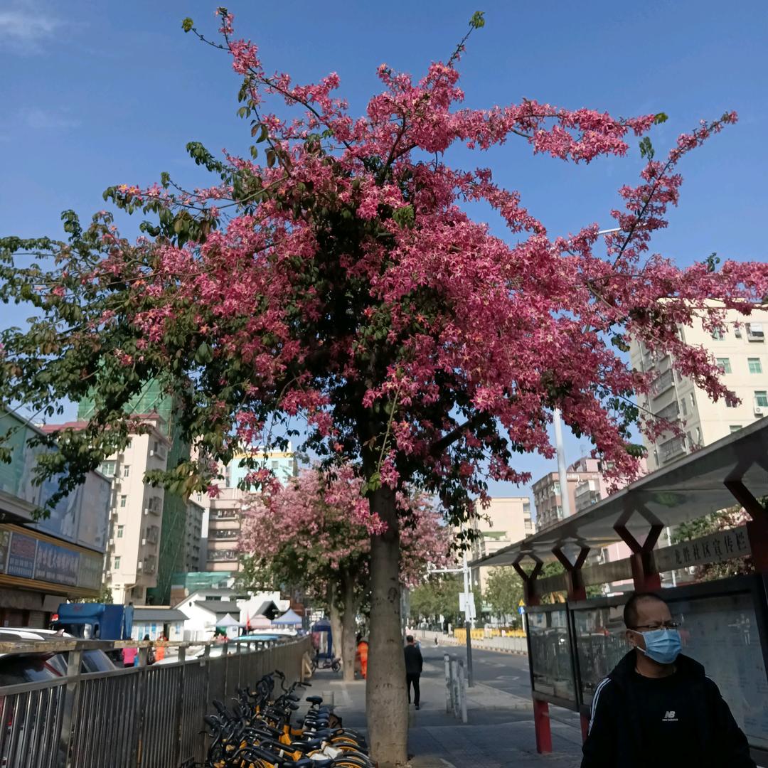 冬天的梅🌸🍒