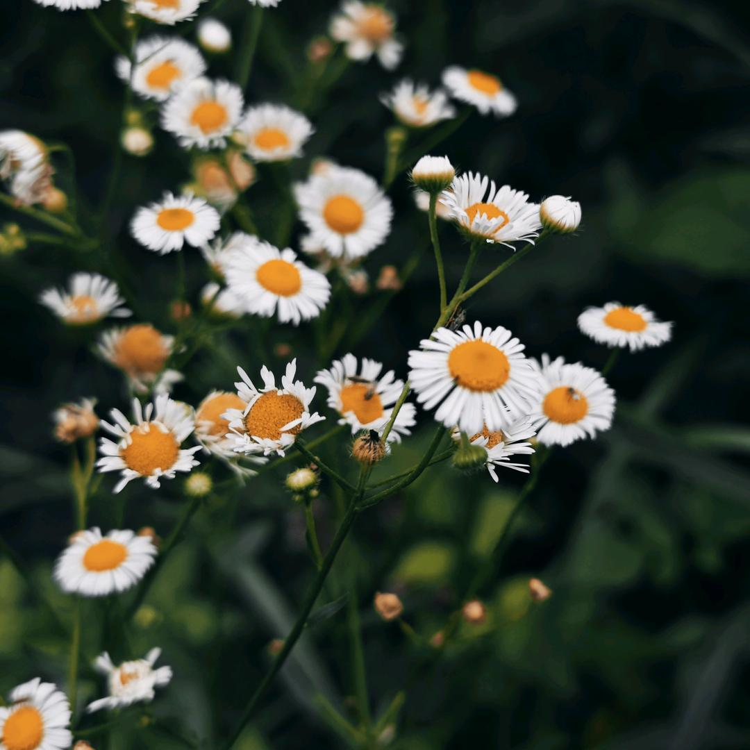 十四芒种与夏至