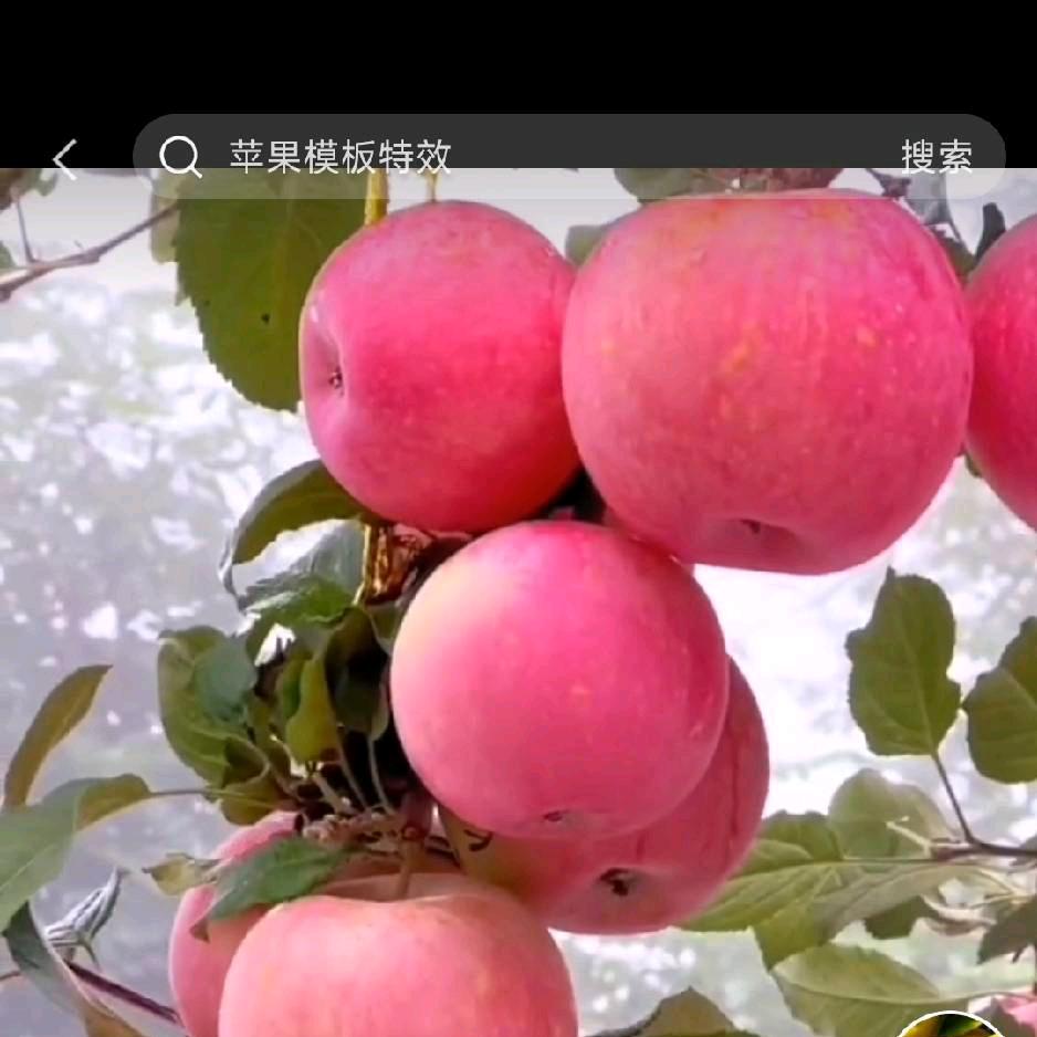 玲姐