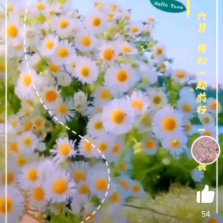 🌹🌹人生如梦