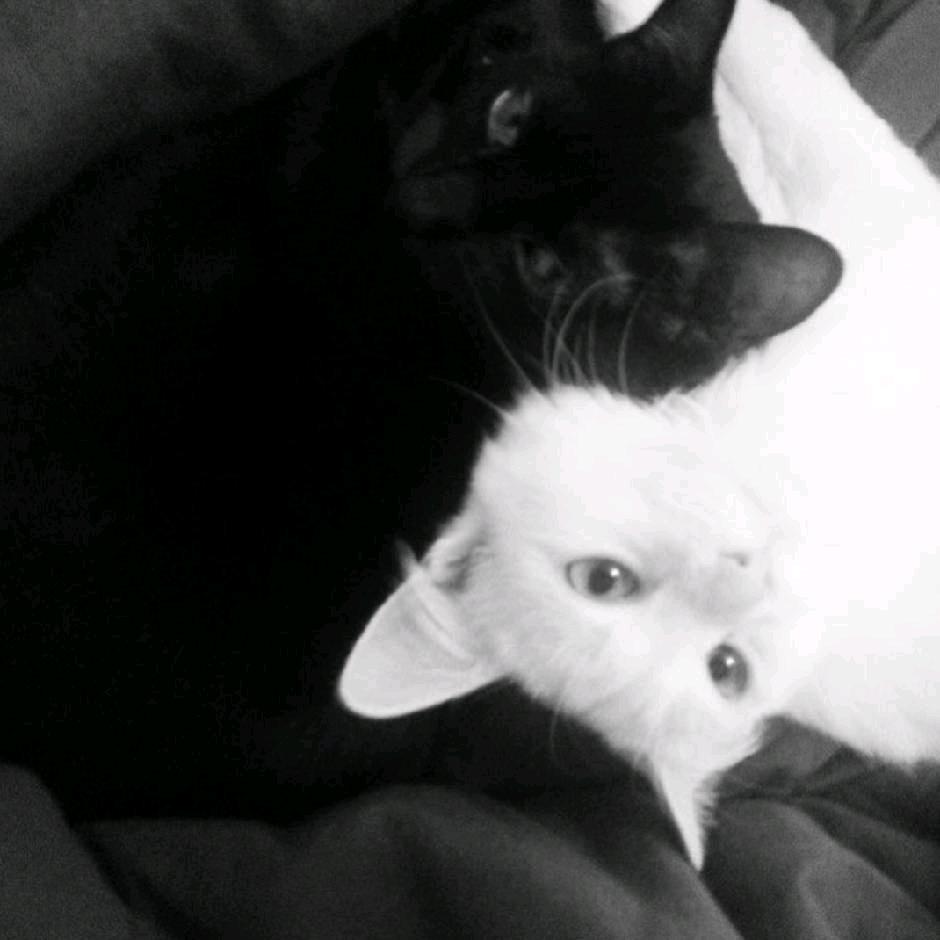 羁鸟羁鸟（回c）