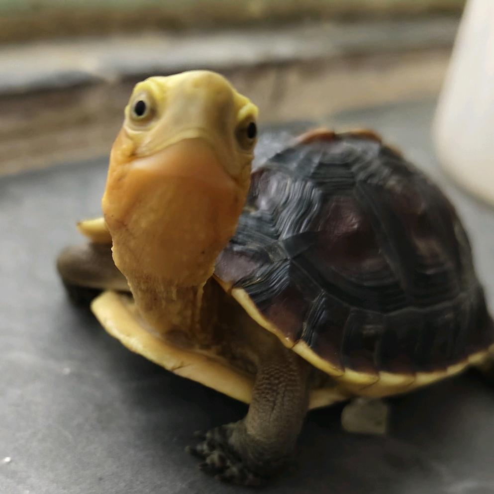 🐢是阿大呀🐢