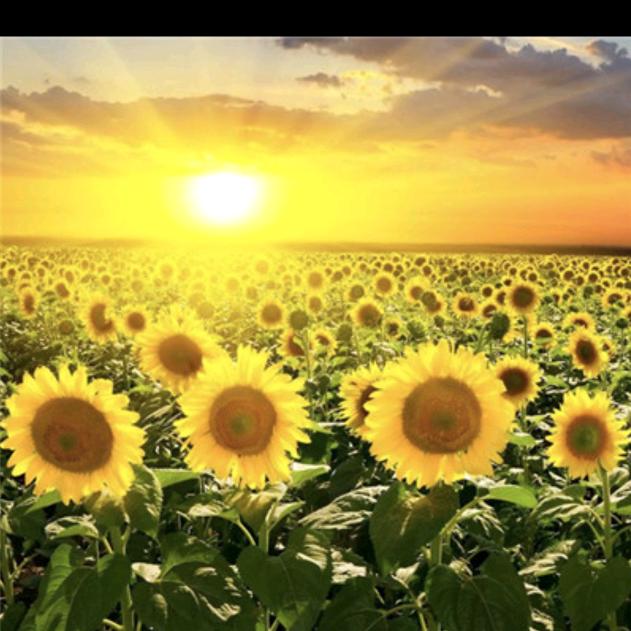 独一无二🌻