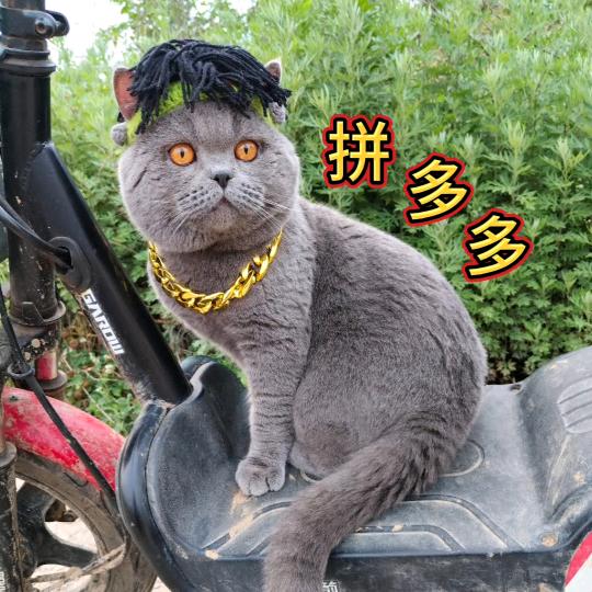 猫咪的快乐生活