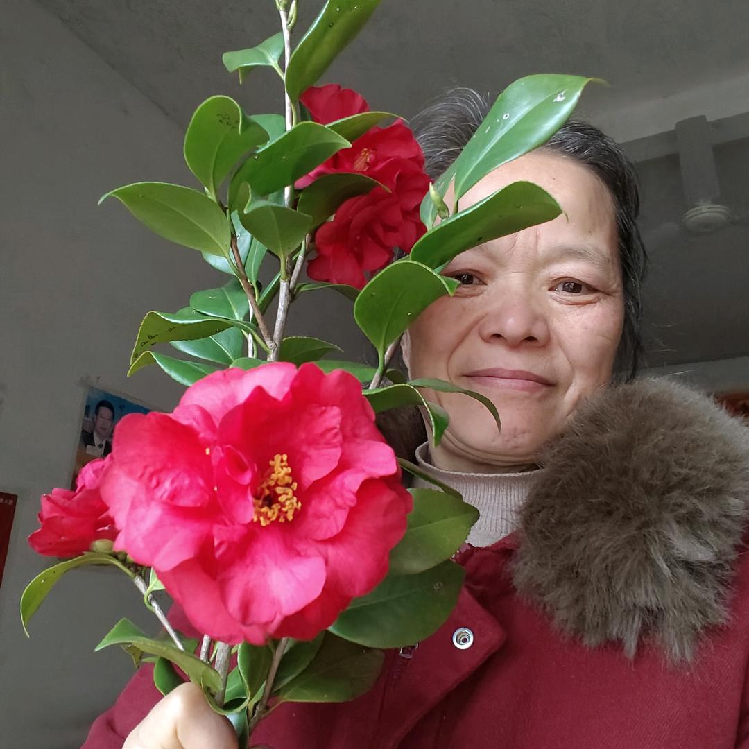 百合