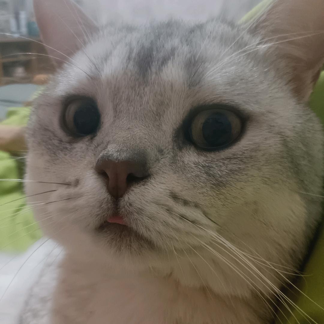 咩～咩～咩～