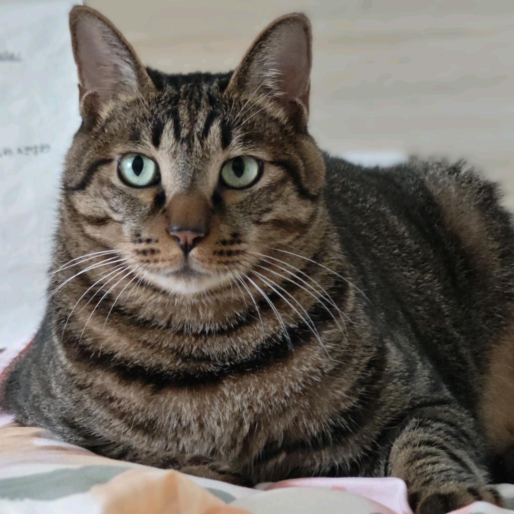 小胖子的可爱小主子