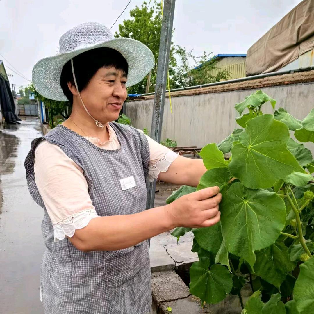 江六妹
