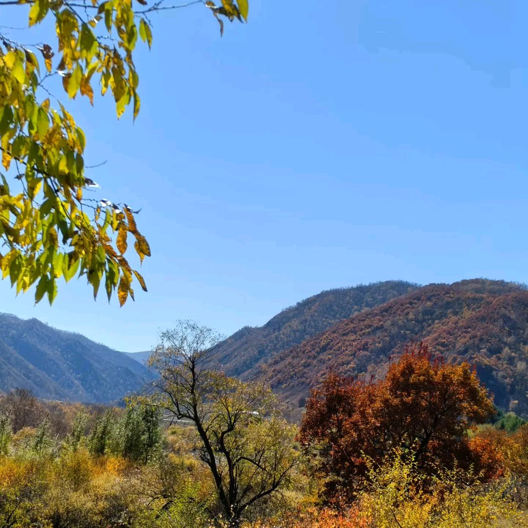 大山里的老槐树