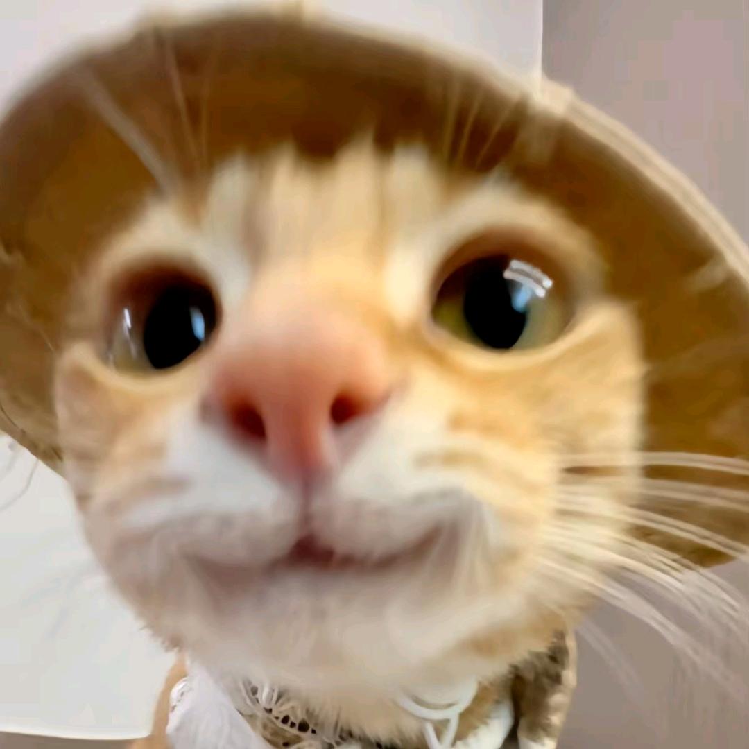 无敌暴龙哈基米战士•᷄ࡇ•᷅