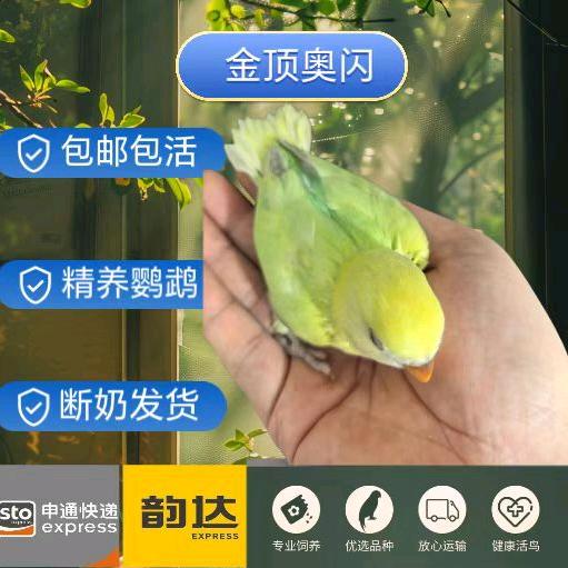 牡丹特色养殖批发