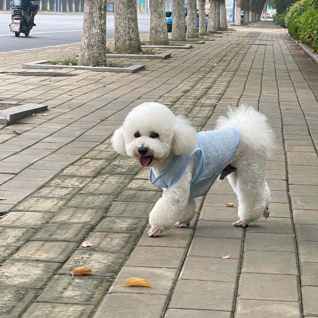 家有小狗叫土豆