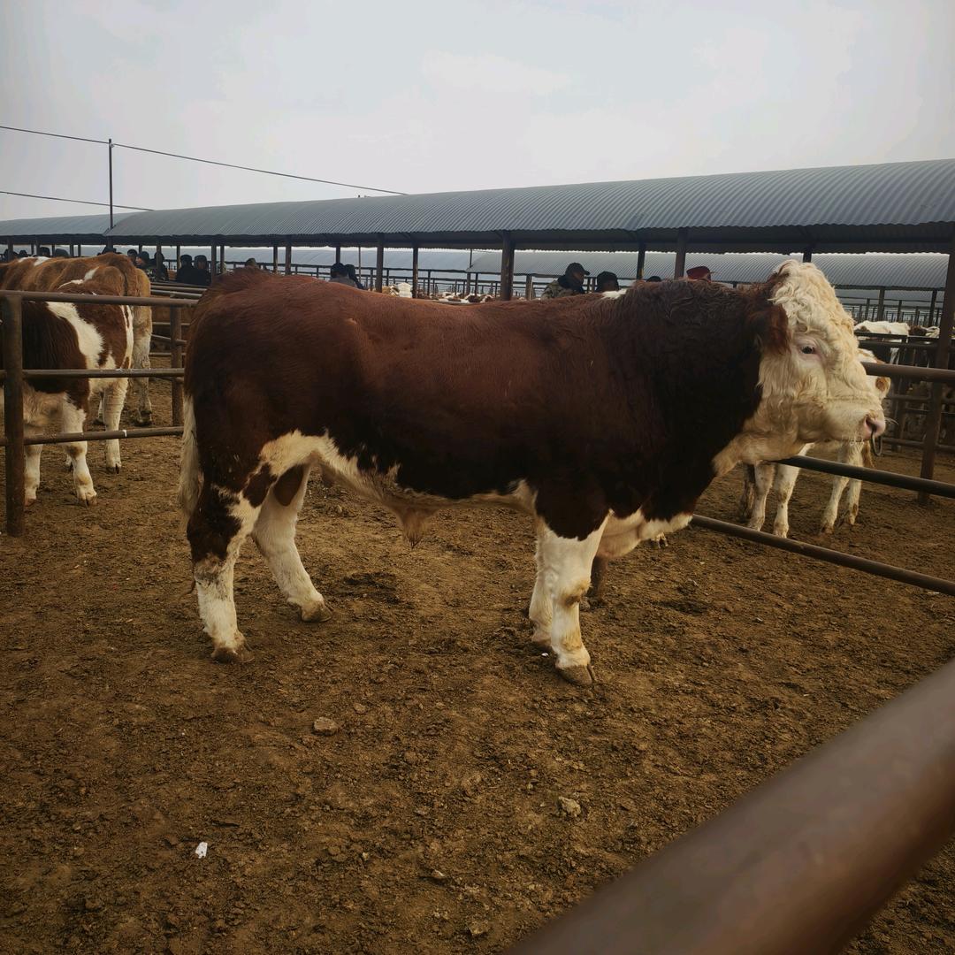 张北九晟牧业有限公司