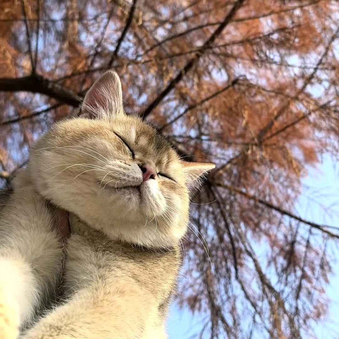 念念