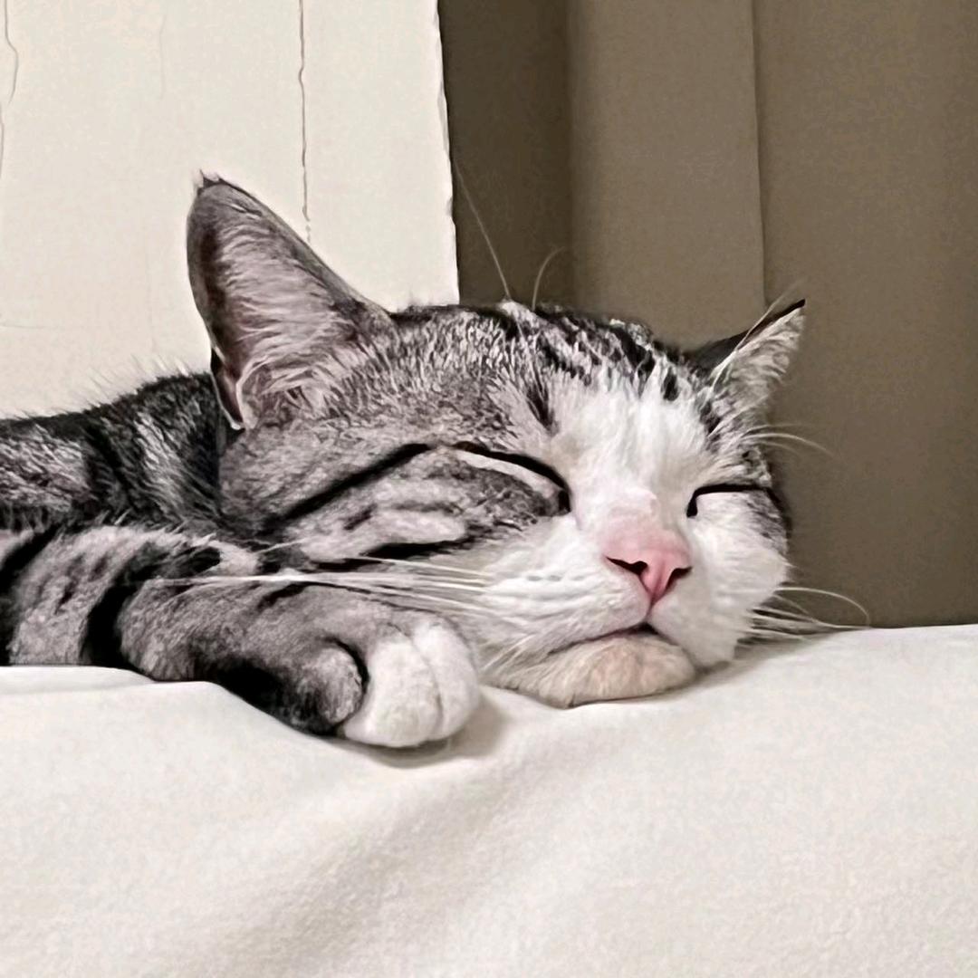 周慕李