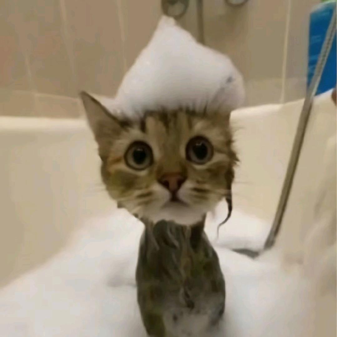 🐾